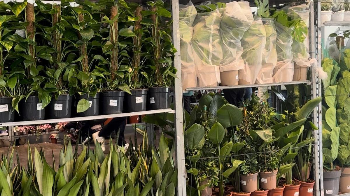 Gran Venta de Plantas en el Espacio 88.