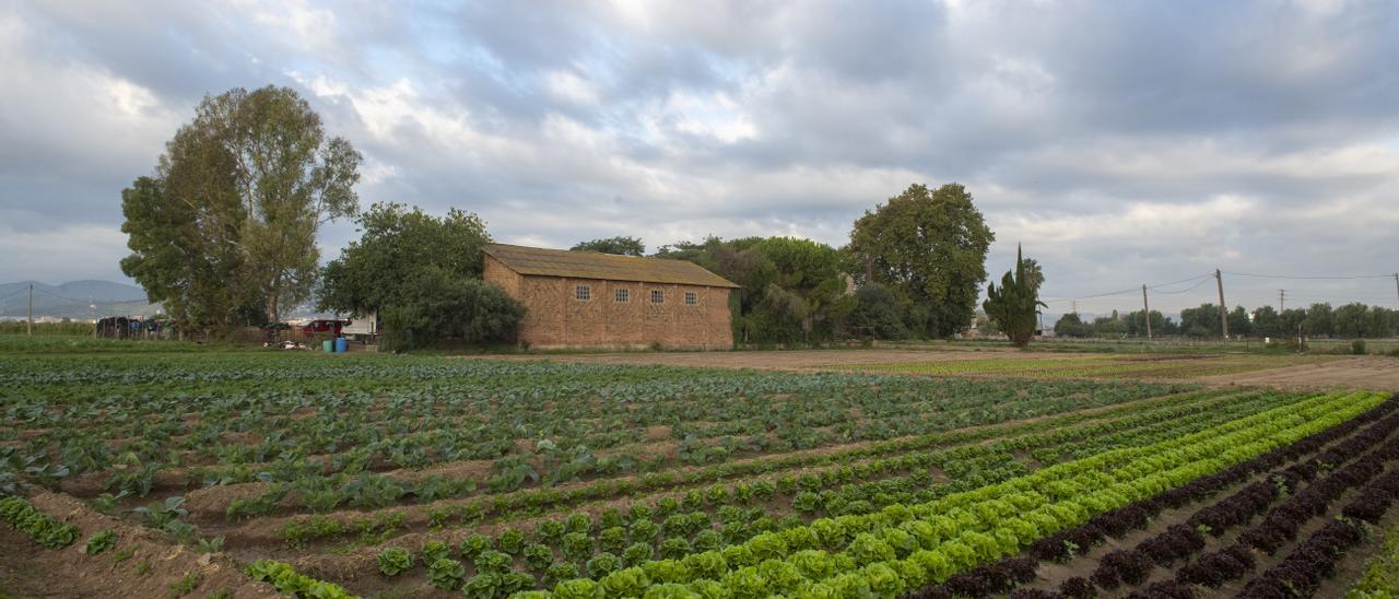 Cultivo de hortalizas en una de las fincas del Parc Agrari del Llobregat, en una imagen de archivo