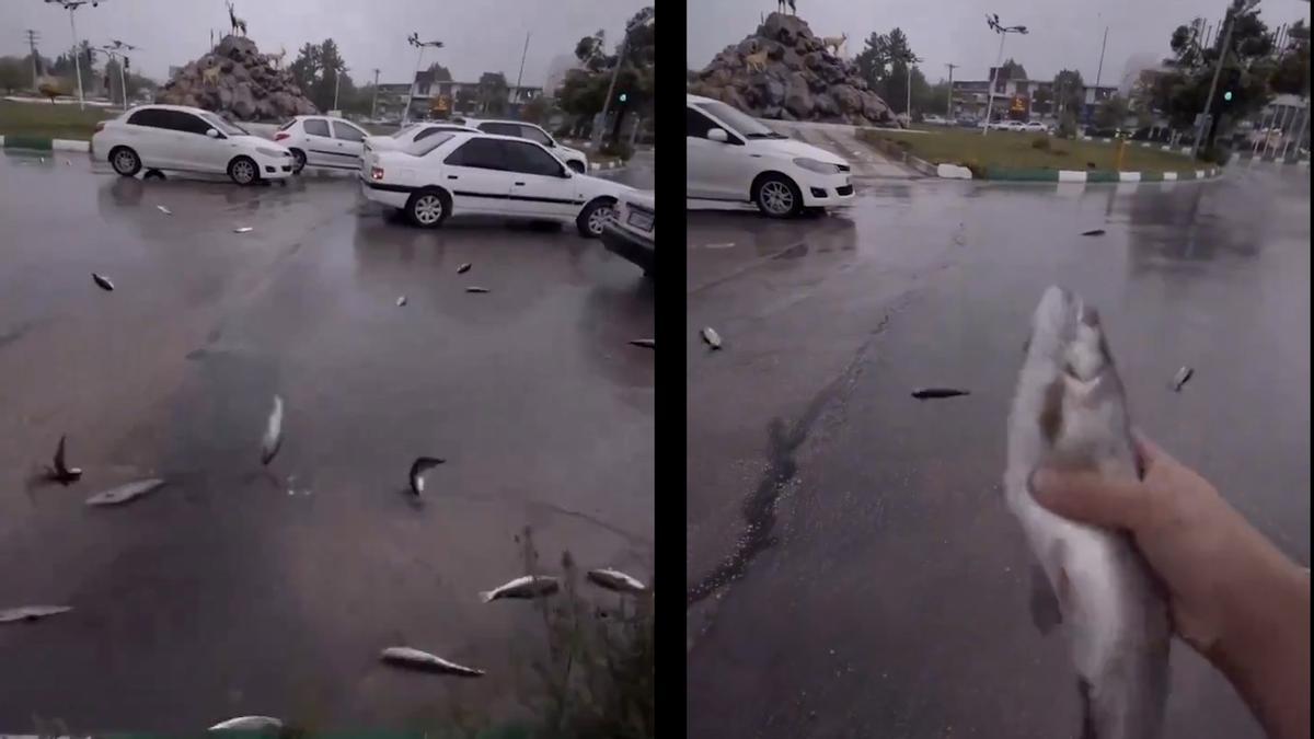 Increíble lluvia de peces en Irán