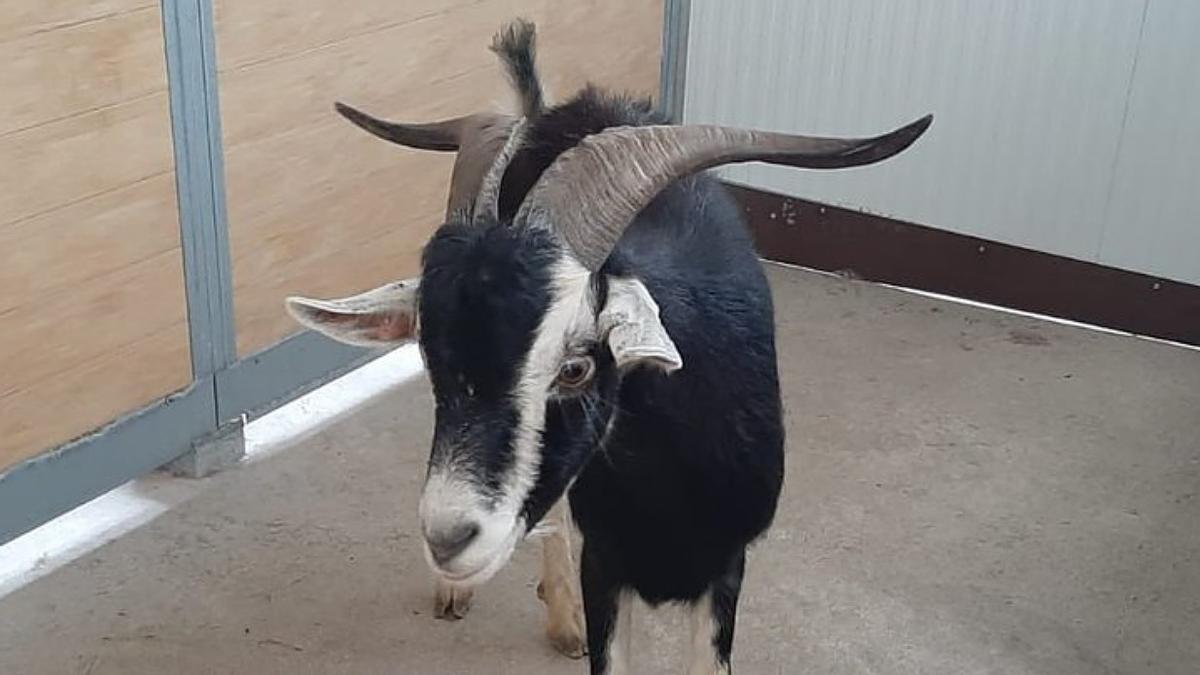 La cabra extraviada en Vilanova i la Geltrú.