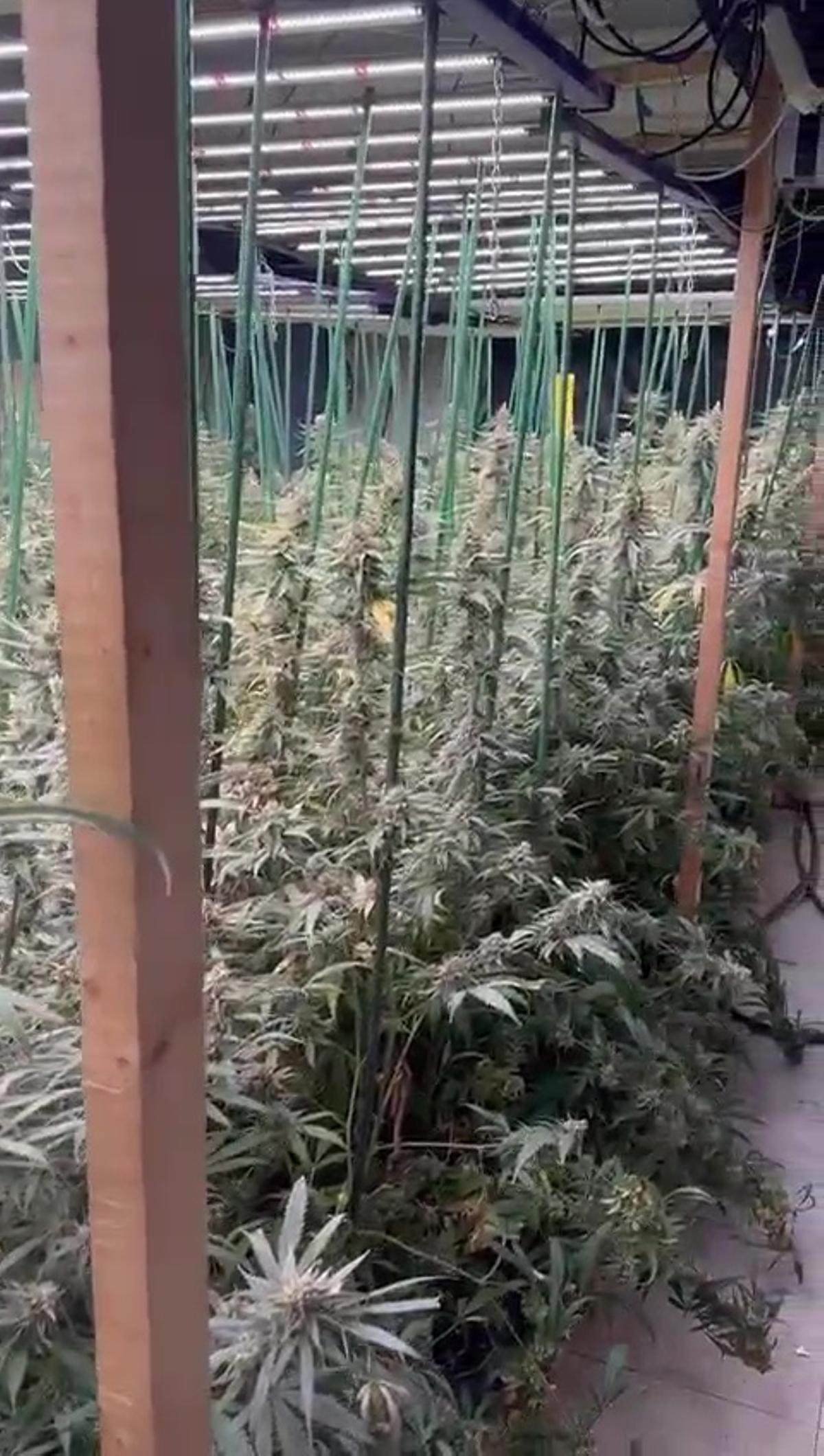 La plantation intervenue à Badalona par les Mossos d'Esquadra