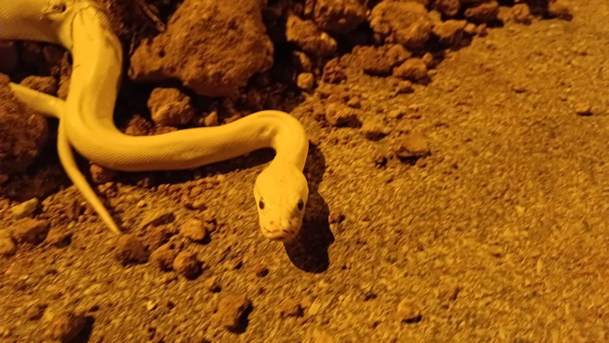 Le python trouvé près de la rivière Besòs, avant d'être capturé par un voisin de Sant Adrià.