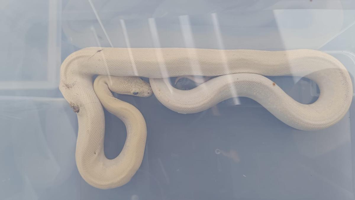 Le python indien, dans un seau après avoir été capturé par un habitant de Sant Adrià de Besòs.