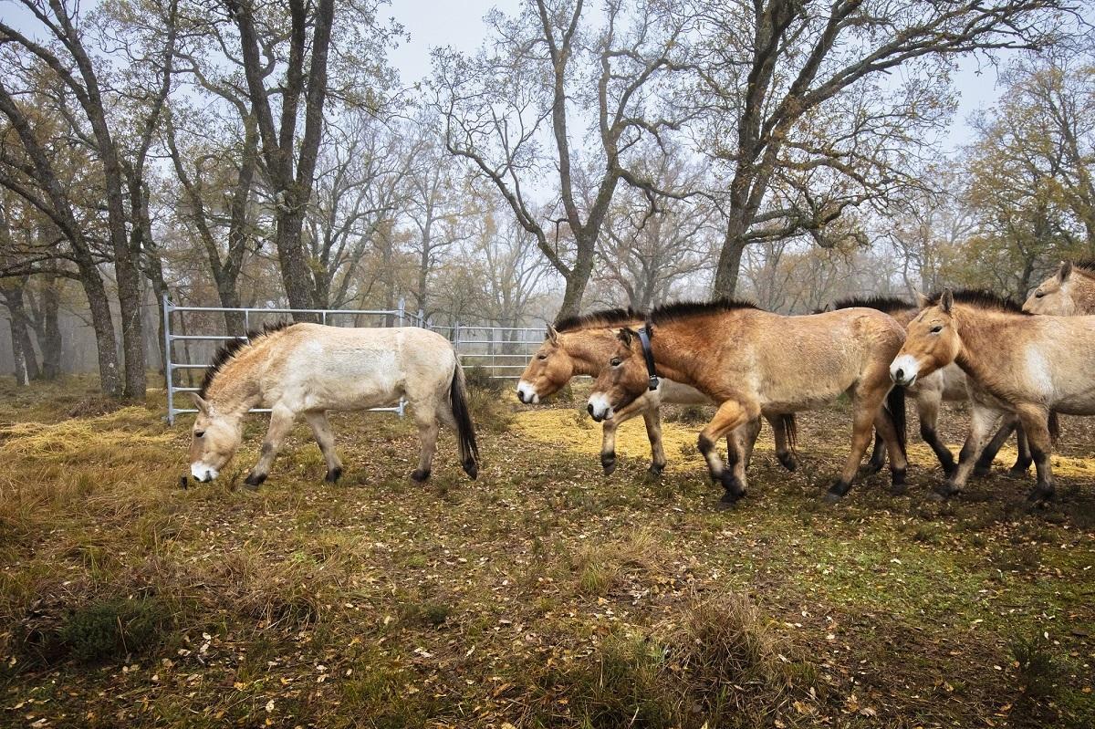 Les chevaux vivent actuellement dans une zone délimitée