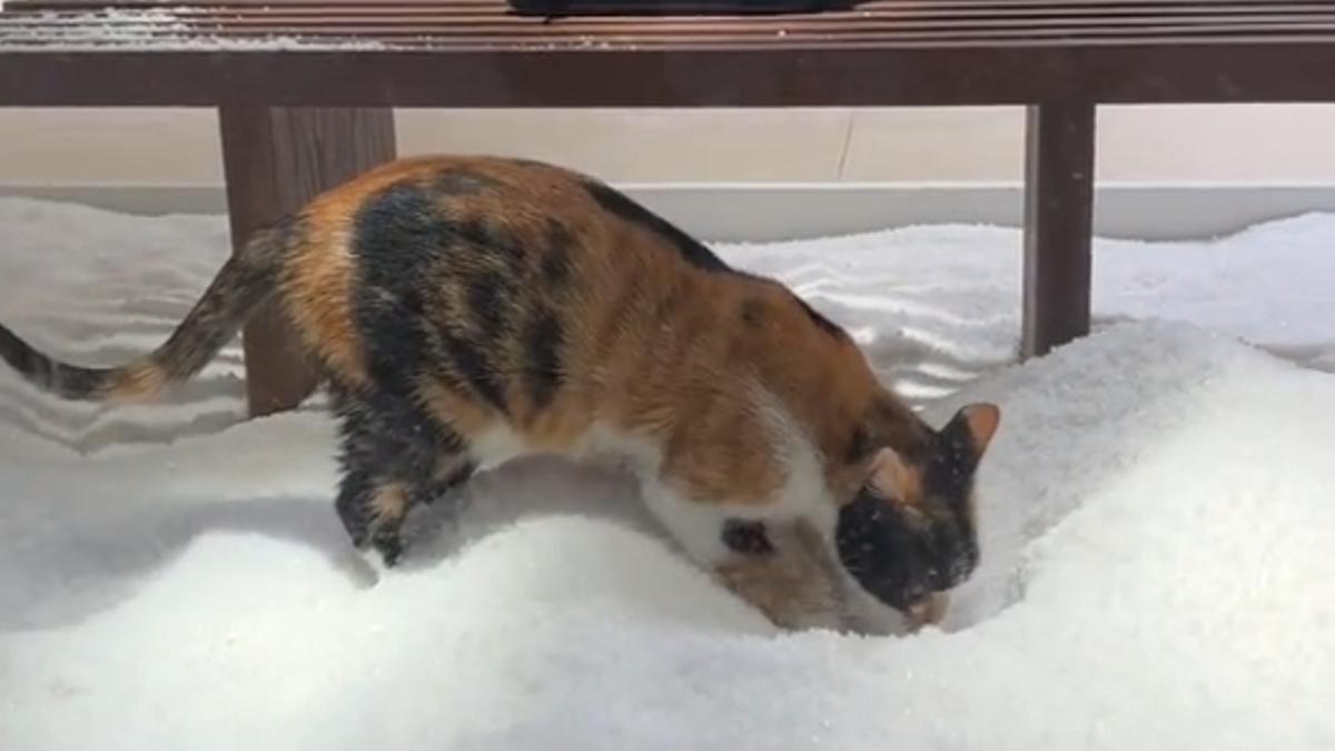 El gato en Massimo Dutti