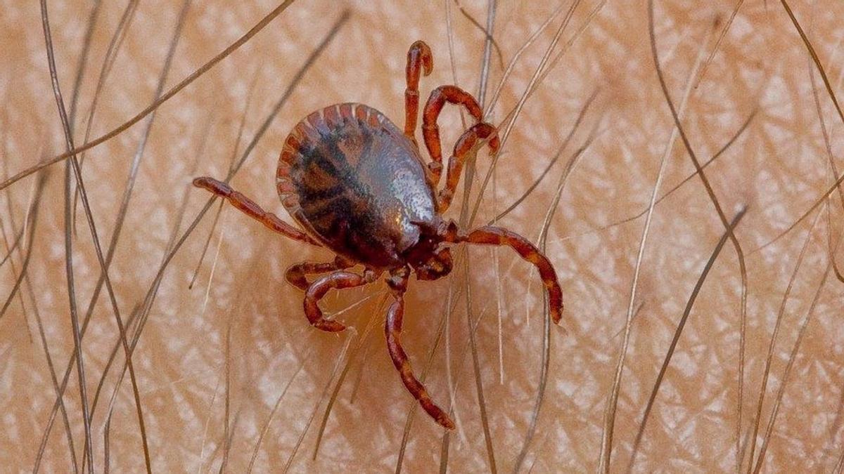 Les tiques vont « crescendo » à cause de la sécheresse.