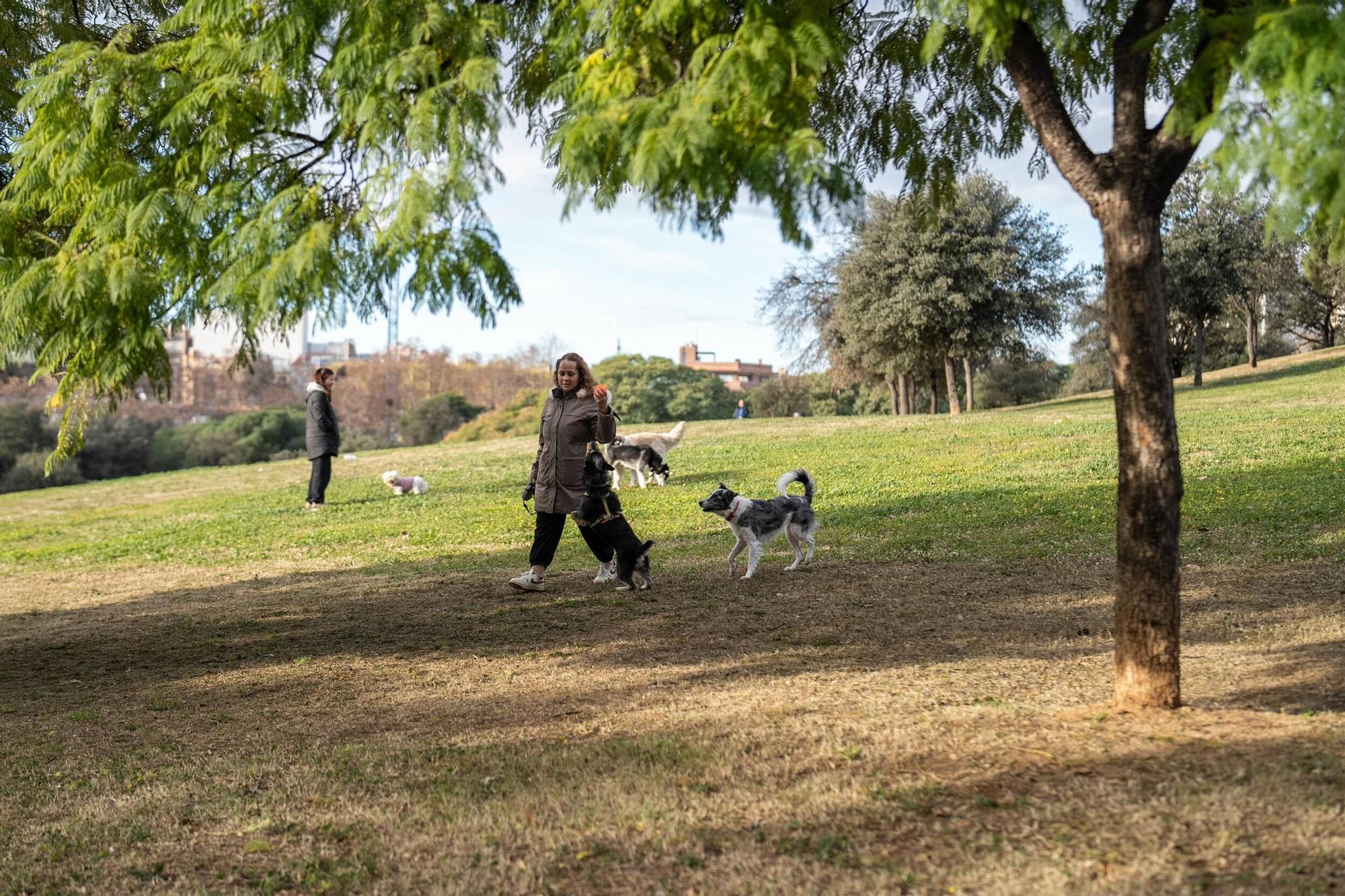 Una mujer pasea un perro en el parque de Montigalà, en Badalona, comprometido por las obras de la L1 del metro.