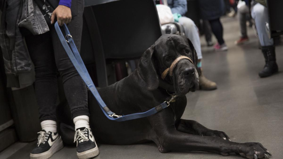 Un perro viajando en transporte público