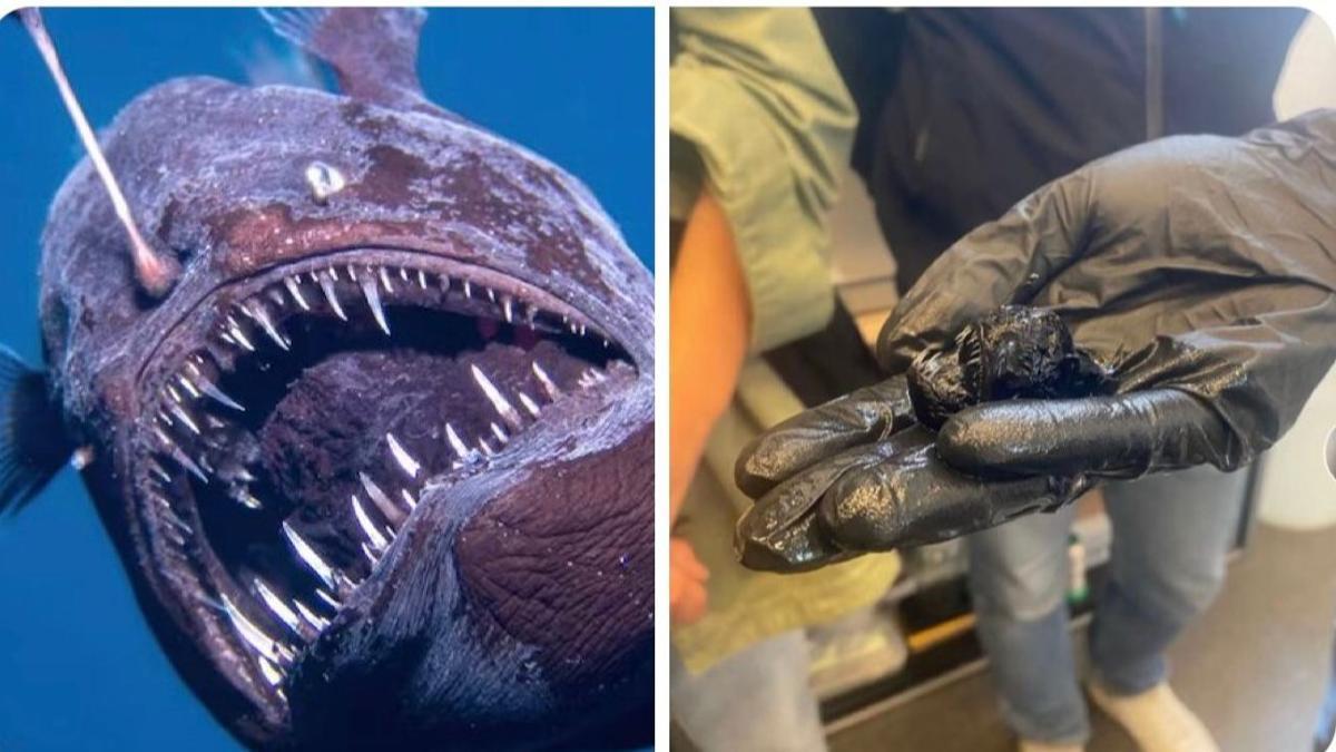 Muere el pez diablo de Tenerife y este es su tamaño real