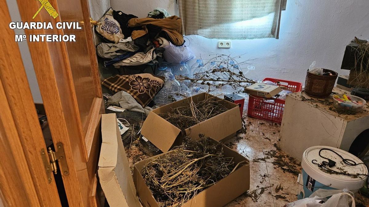 Imagen de la vivienda con la plantación de marihuana