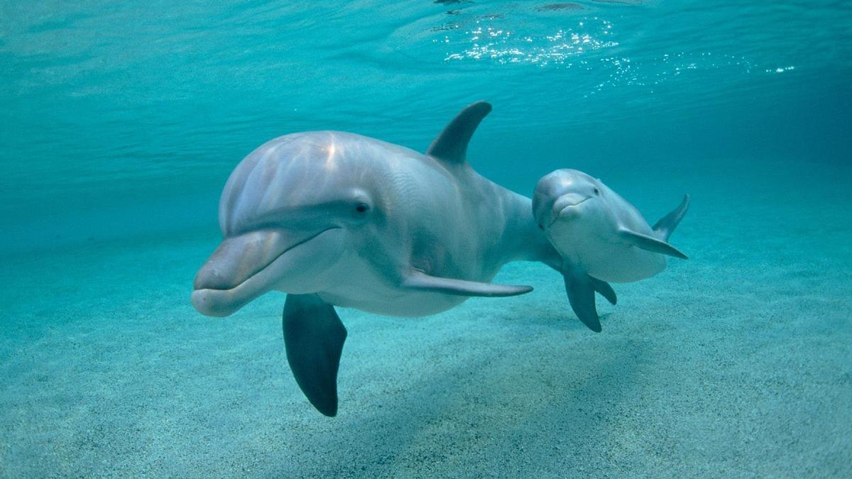 Los delfines son animales de gran inteligencia