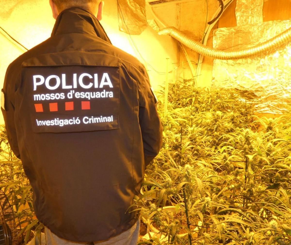 Un agent dents Mossos d'Esquadra dans une plantation de marijuana. | Le journal