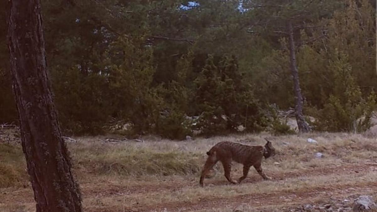 El ejemplar de lince ibérico detectado en Catalunya.