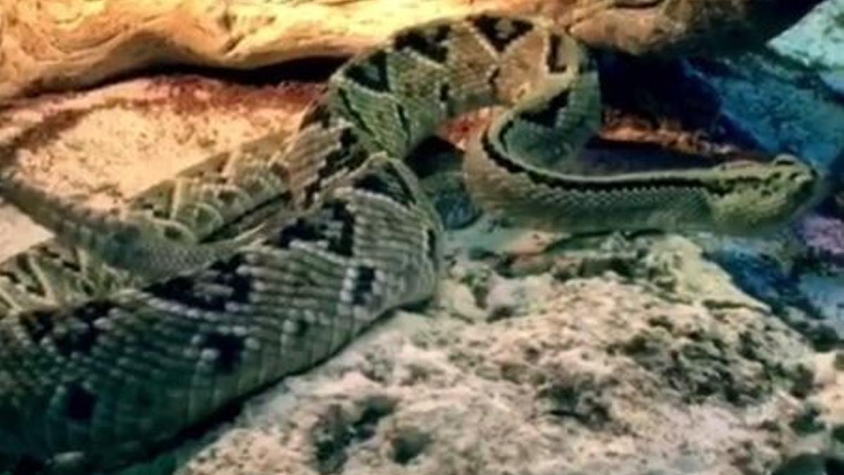 Una serpiente americana de cascabel.