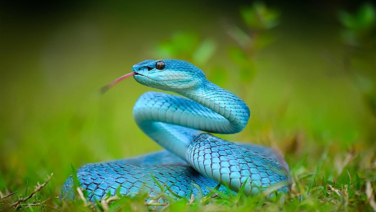 El caso ha permitido desarrollar un antídoto válido para muchas serpientes venenosas