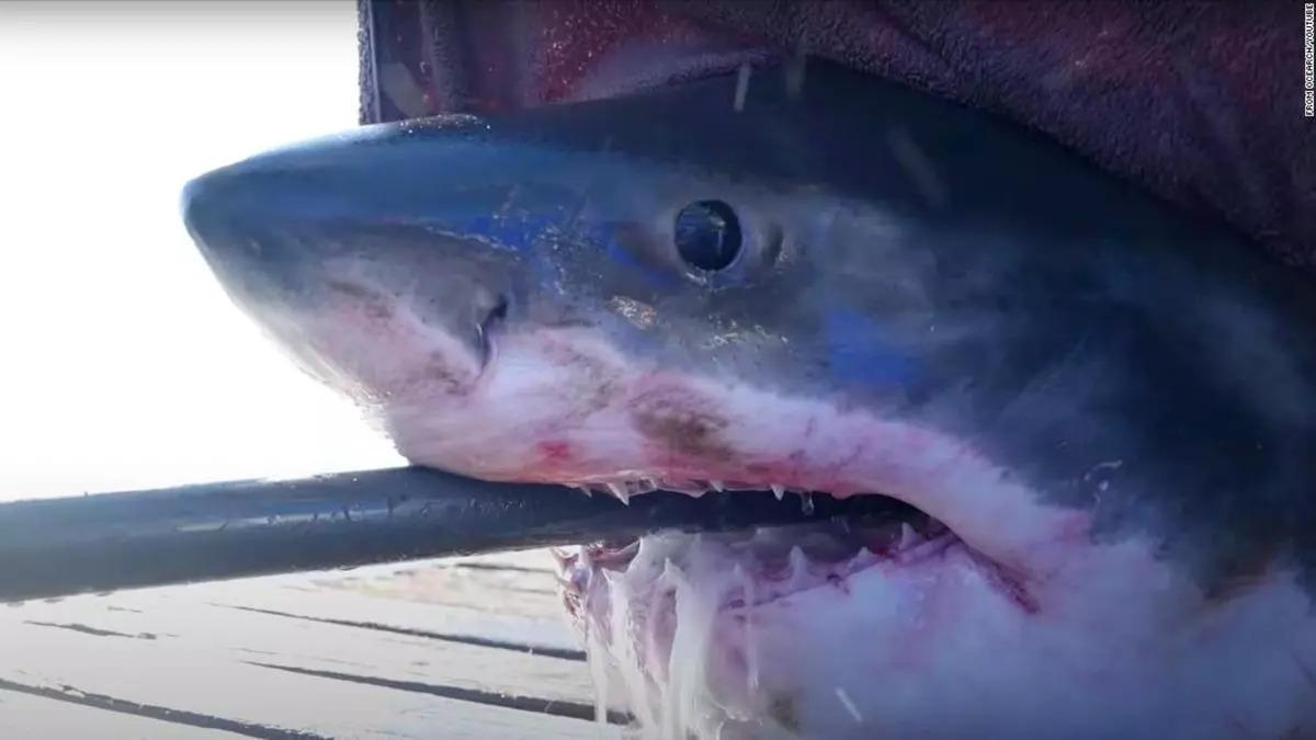 El tiburón más grande del mundo, encontrado en Florida