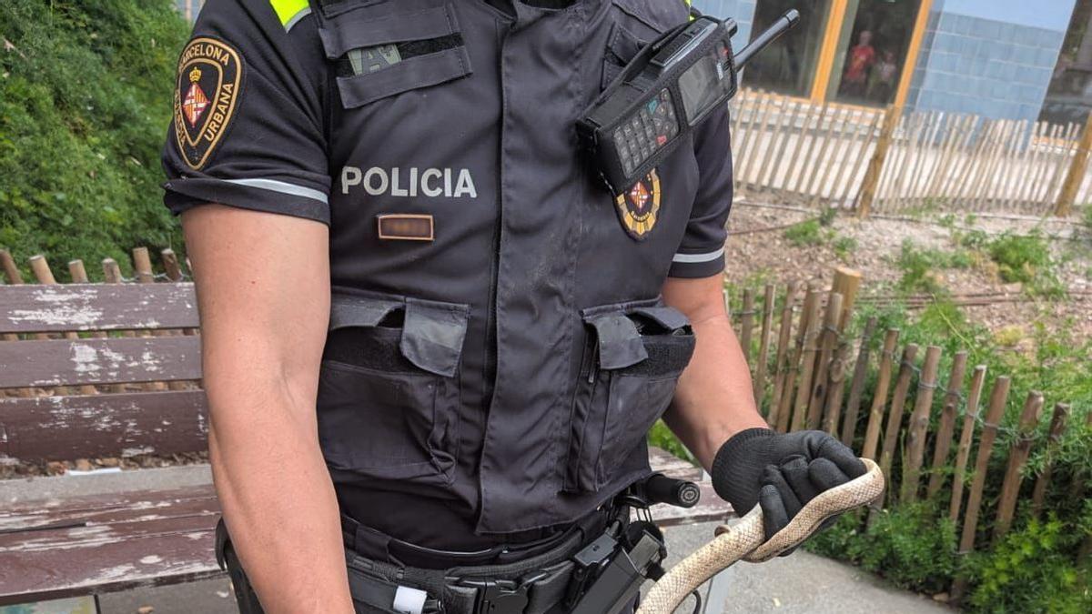 Serpiente encontrada en Barcelona