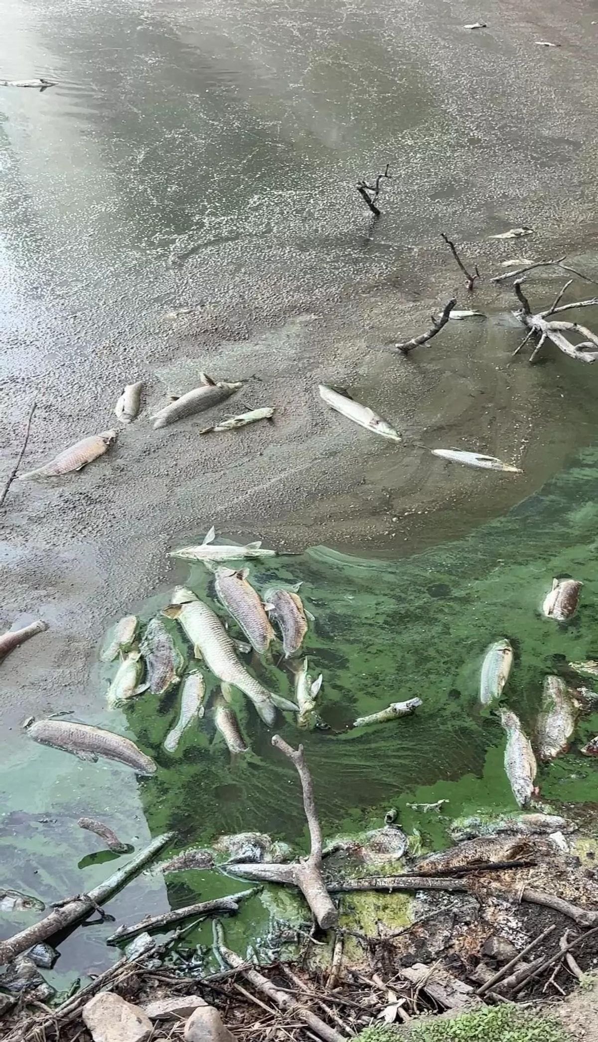 Spécimens morts dans le réservoir d'Alcollarín.