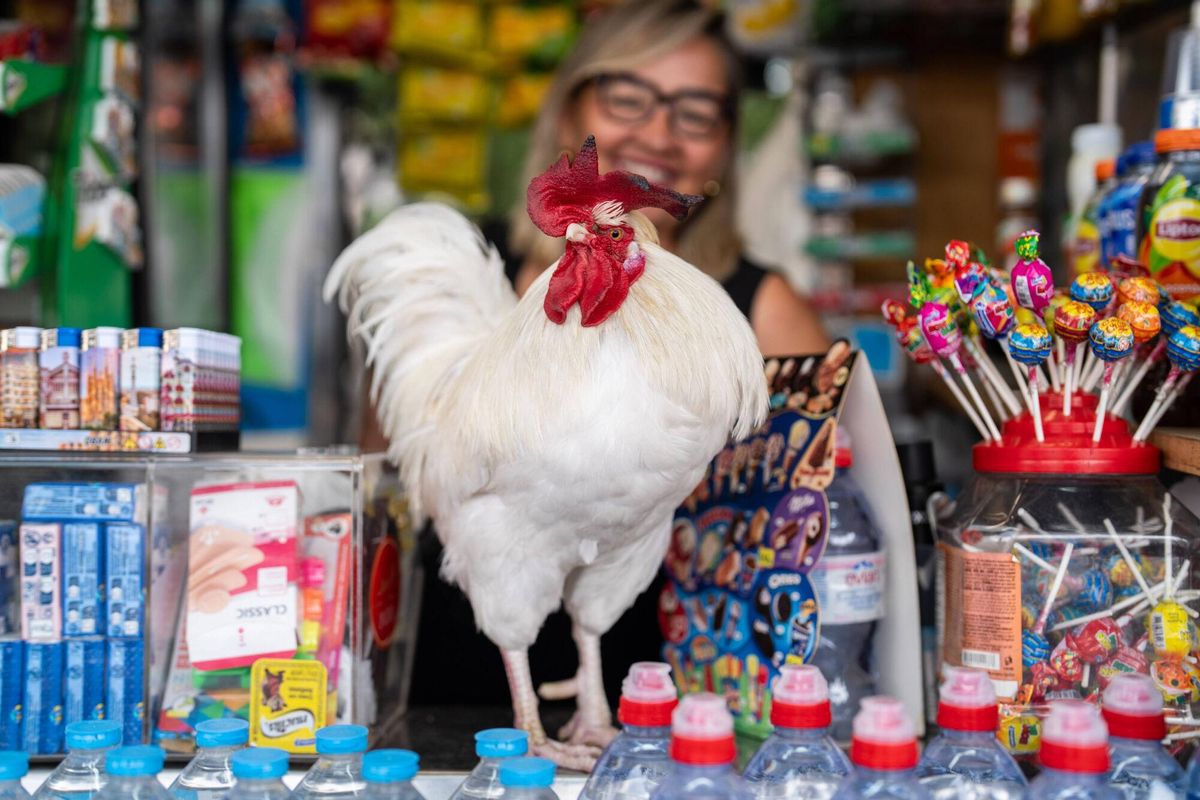 Barcelone 20/08/2025 sur Barcelone. Barcelonando: Llopito, le coq d'Ana, surprend les voisins et les touristes à Espanya Square, où elle l'accompagne généralement dans le kiosque et se promenant dans les tours vénitiennes. - Photo de Zowy Voeten.