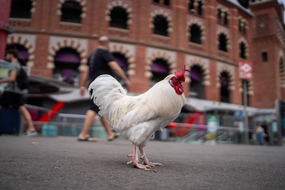 Barcelone 20/08/2025 sur Barcelone. Barcelonando: Llopito, le coq d'Ana, surprend les voisins et les touristes à Espanya Square, où elle l'accompagne généralement dans le kiosque et se promenant dans les tours vénitiennes. - Photo de Zowy Voeten.