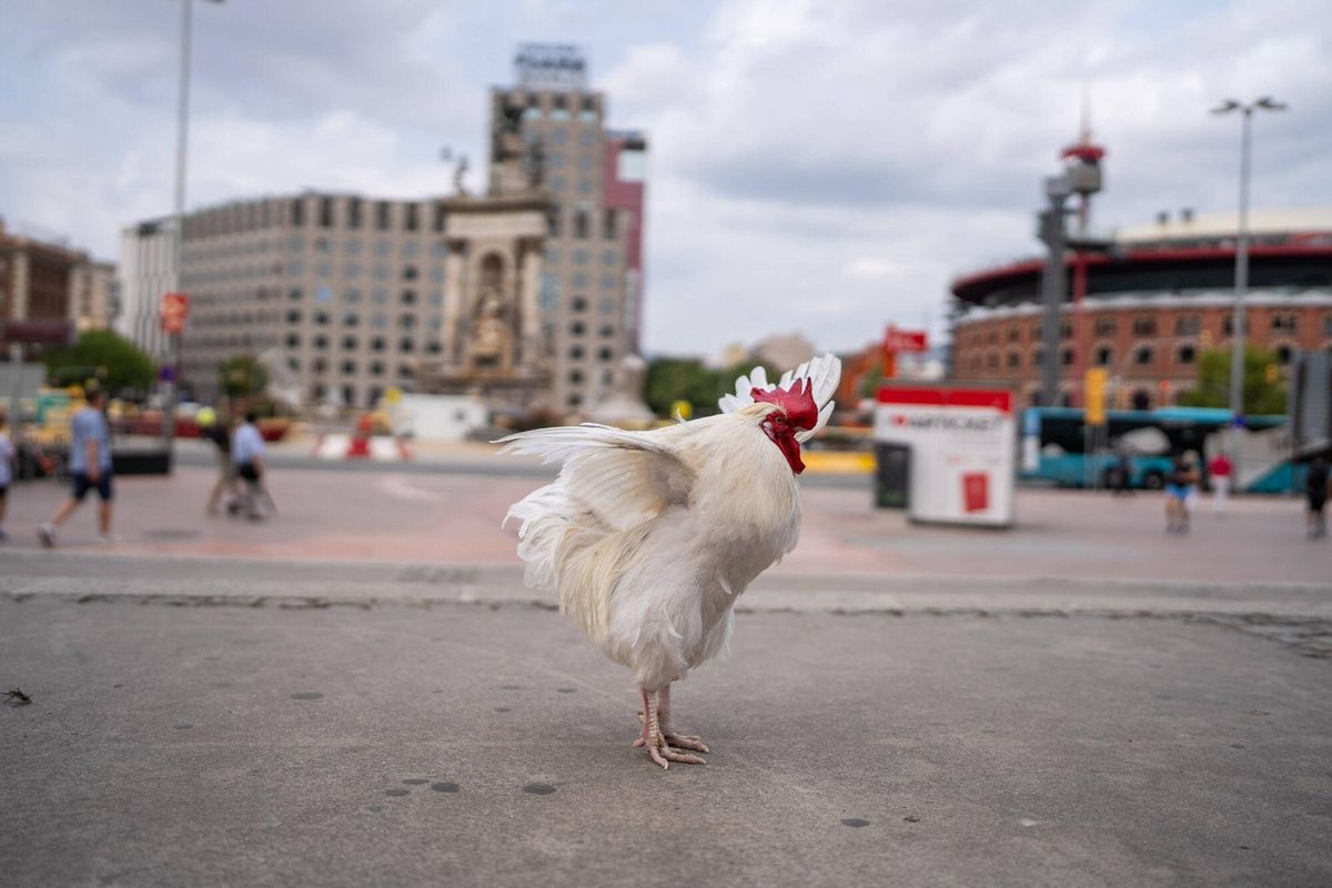 Barcelone 20/08/2025 sur Barcelone. Barcelonando: Llopito, le coq d'Ana, surprend les voisins et les touristes à Espanya Square, où elle l'accompagne généralement dans le kiosque et se promenant dans les tours vénitiennes. - Photo de Zowy Voeten.
