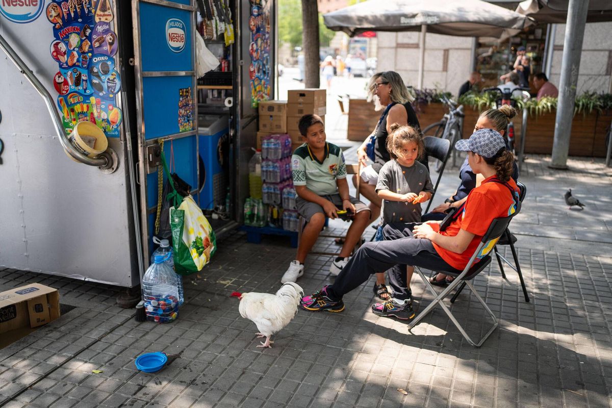 Barcelone 20/08/2025 sur Barcelone. Barcelonando: Llopito, le coq d'Ana, surprend les voisins et les touristes à Espanya Square, où elle l'accompagne généralement dans le kiosque et se promenant dans les tours vénitiennes. - Photo de Zowy Voeten.