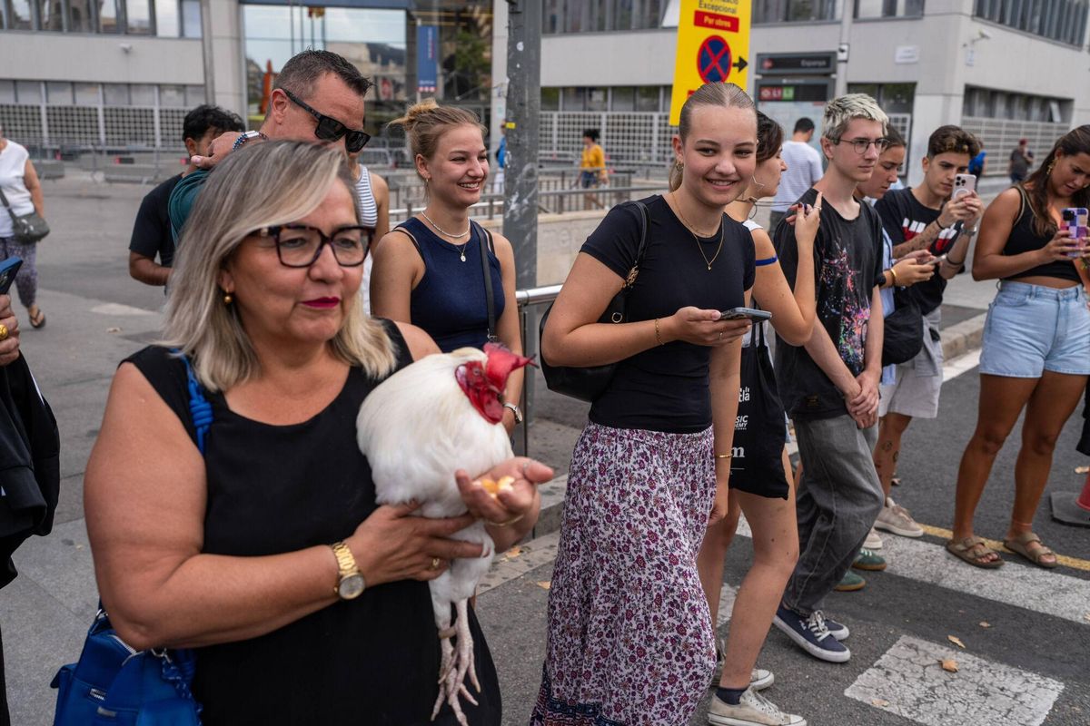 Barcelone 20/08/2025 sur Barcelone. Barcelonando: Llopito, le coq d'Ana, surprend les voisins et les touristes à Espanya Square, où elle l'accompagne généralement dans le kiosque et se promenant dans les tours vénitiennes. - Photo de Zowy Voeten.