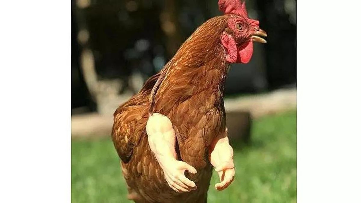 Un poulet avec des bras musclés de la pâte amazonienne.