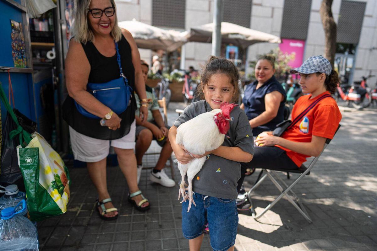 Barcelone 20/08/2025 sur Barcelone. Barcelonando: Llopito, le coq d'Ana, surprend les voisins et les touristes à Espanya Square, où elle l'accompagne généralement dans le kiosque et se promenant dans les tours vénitiennes. - Photo de Zowy Voeten.