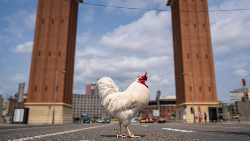 El gallo Llopito posa junto a las torres venecianas.