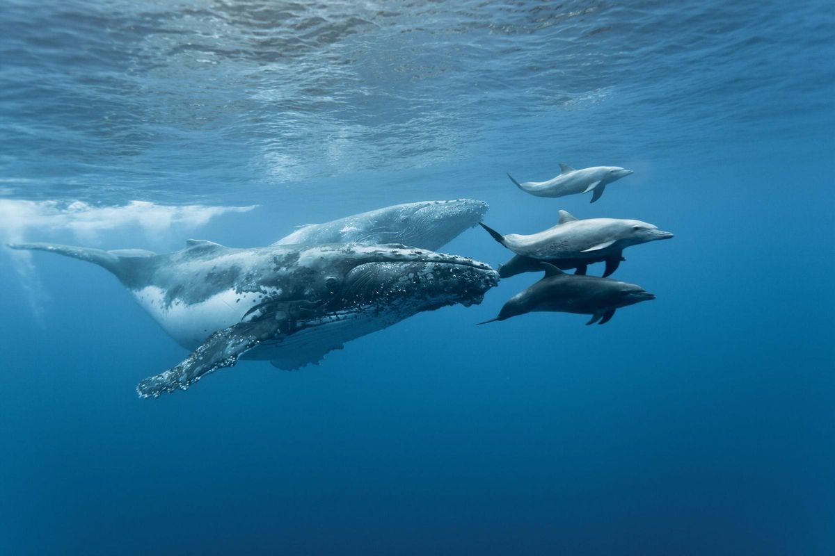 Un groupe de dauphins joue et escorte deux baleines.