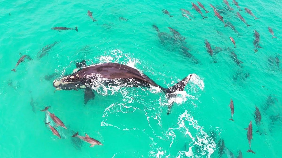 Una ballena interactuando con un grupo de delfines.