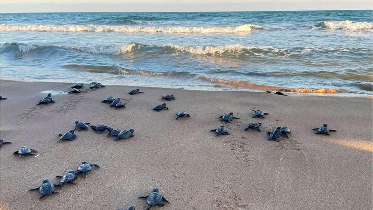 Tortugas recién nacidas rumbo al mar.