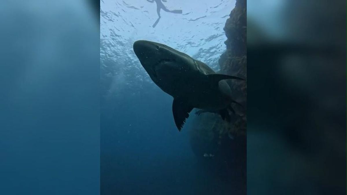 Un ejemplar de tiburón Solrayo en aguas de Canarias