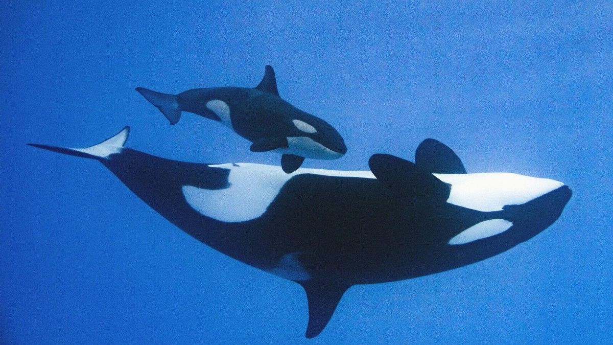 Orcas en el Loro Parque