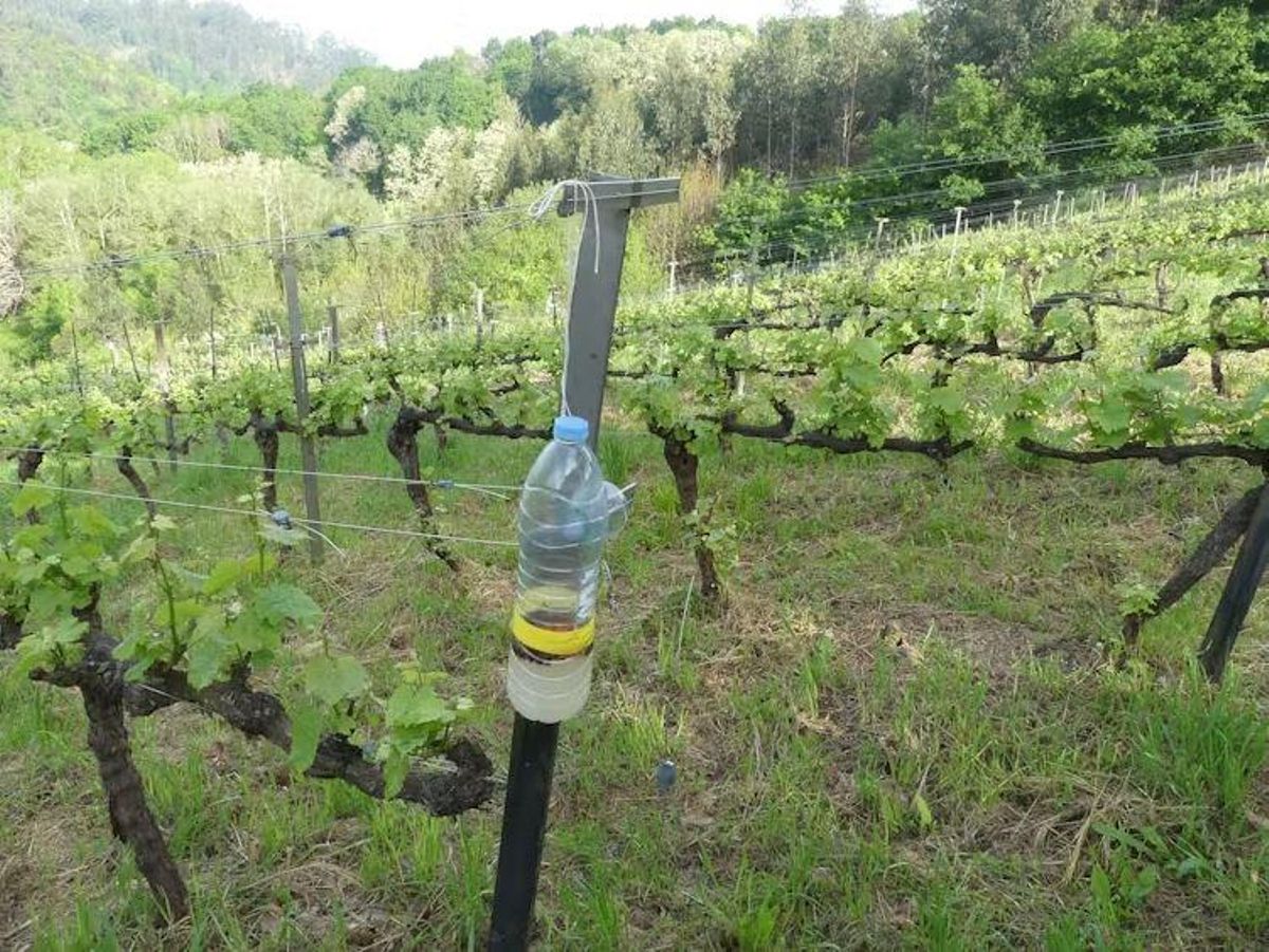 Image d'un piège habituel pour la guêpe asiatique en Galice