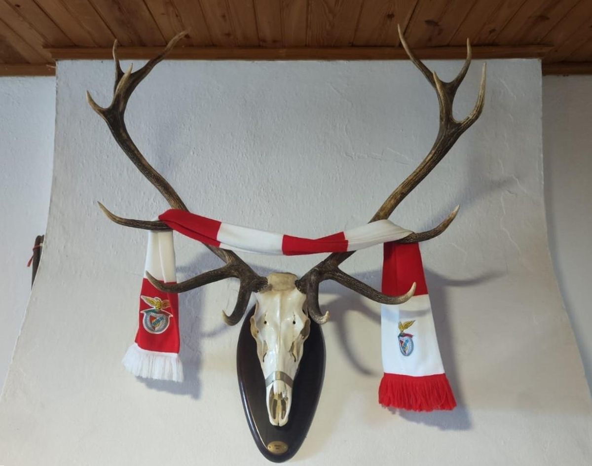 Quelques cornes, avec le Buffa de Benfica sur le dessus.