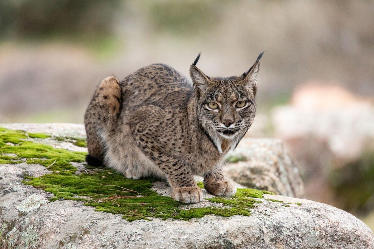 11/08/2024 Un lynx dans le Cortijo Gato Clavo, le 8 novembre 2024, dans le parc naturel de la Sierra de Andújar, Jaén, Andalucía (Espagne). En juin 2024, le recensement total des Lins dans la péninsule ibérique a dépassé 2000 exemplaires, a ainsi cessé d'être une espèce