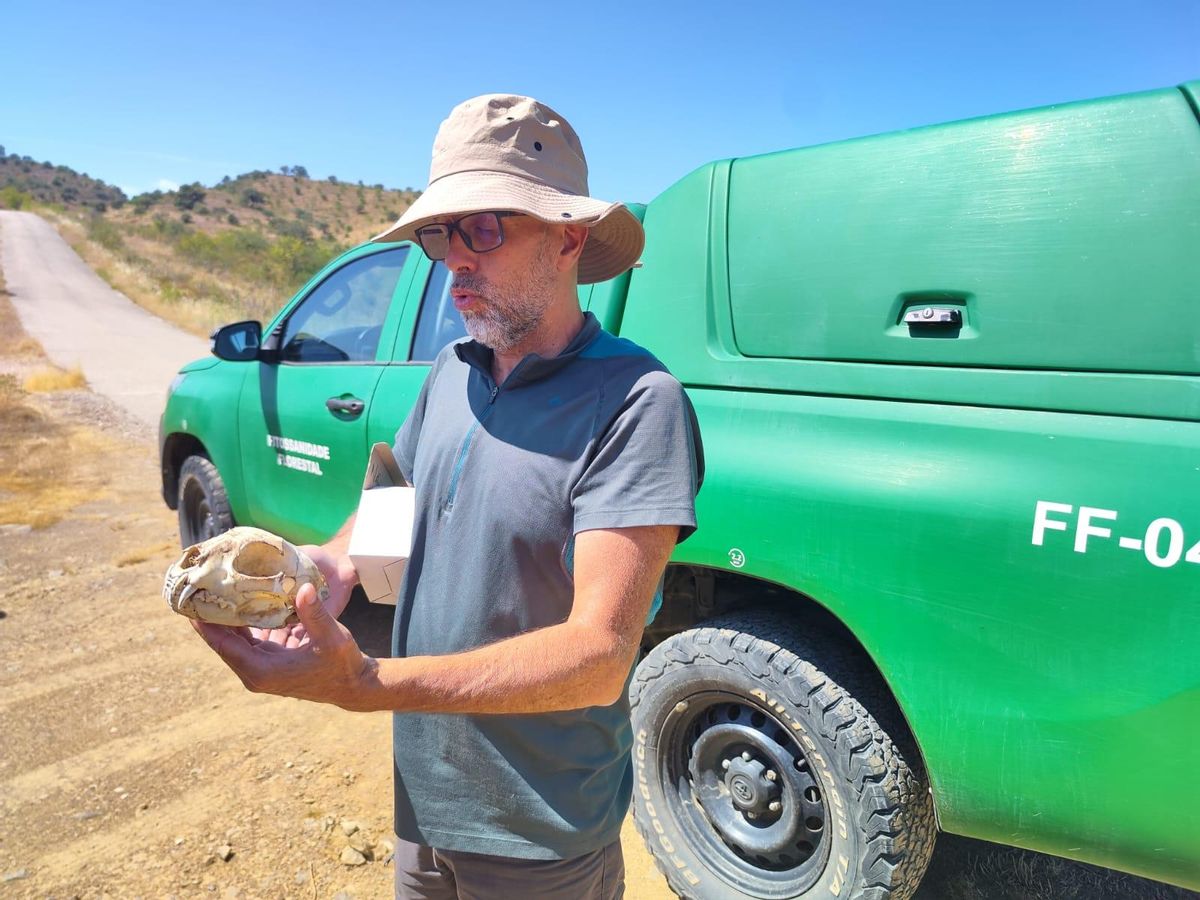 Pedro Sarmento, biologiste et coordinateur au Portugal du programme actuel «Life» LynxConnect.