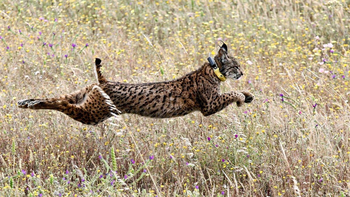 Un lince liberado en el Monte del Milhouro, en Mértola (archivo).