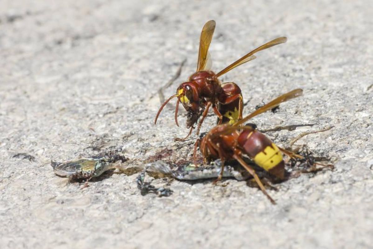 Wastepon oriental dévorant une abeille