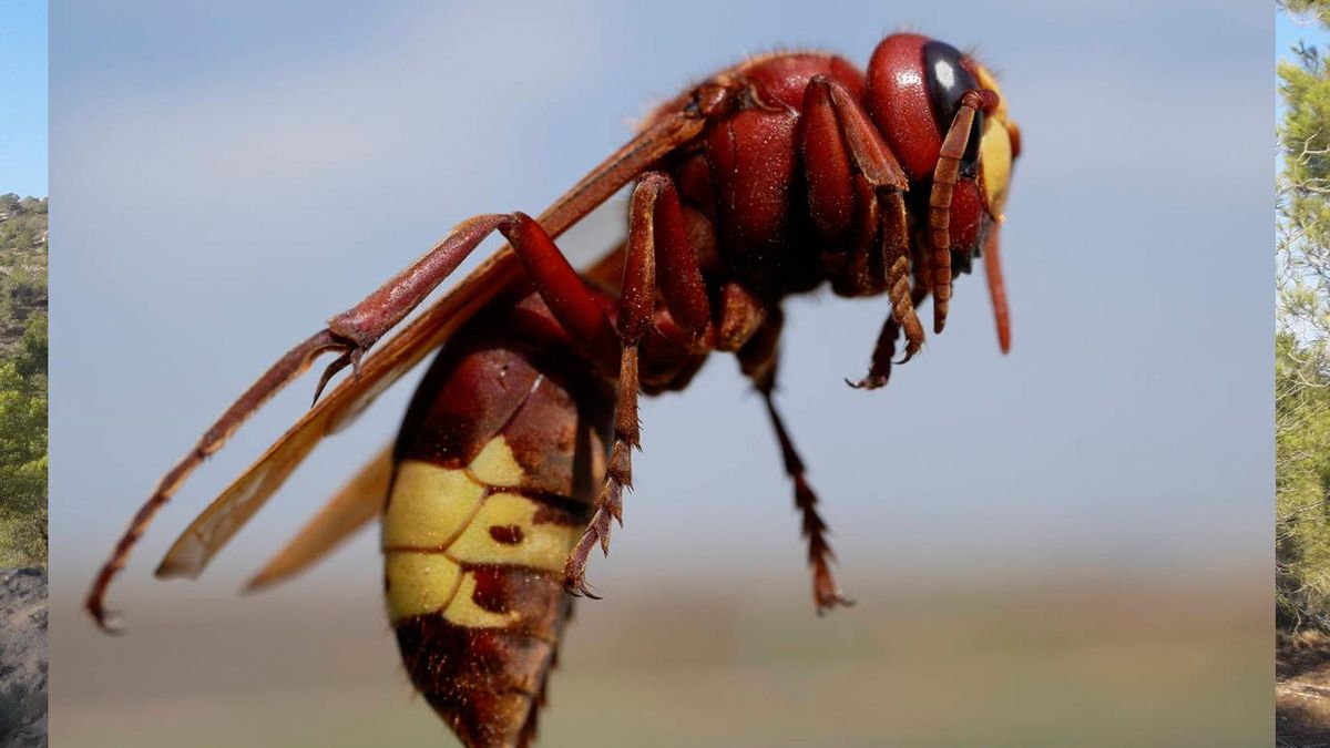 El avispón oriental está expandiéndose por el sur de la Península