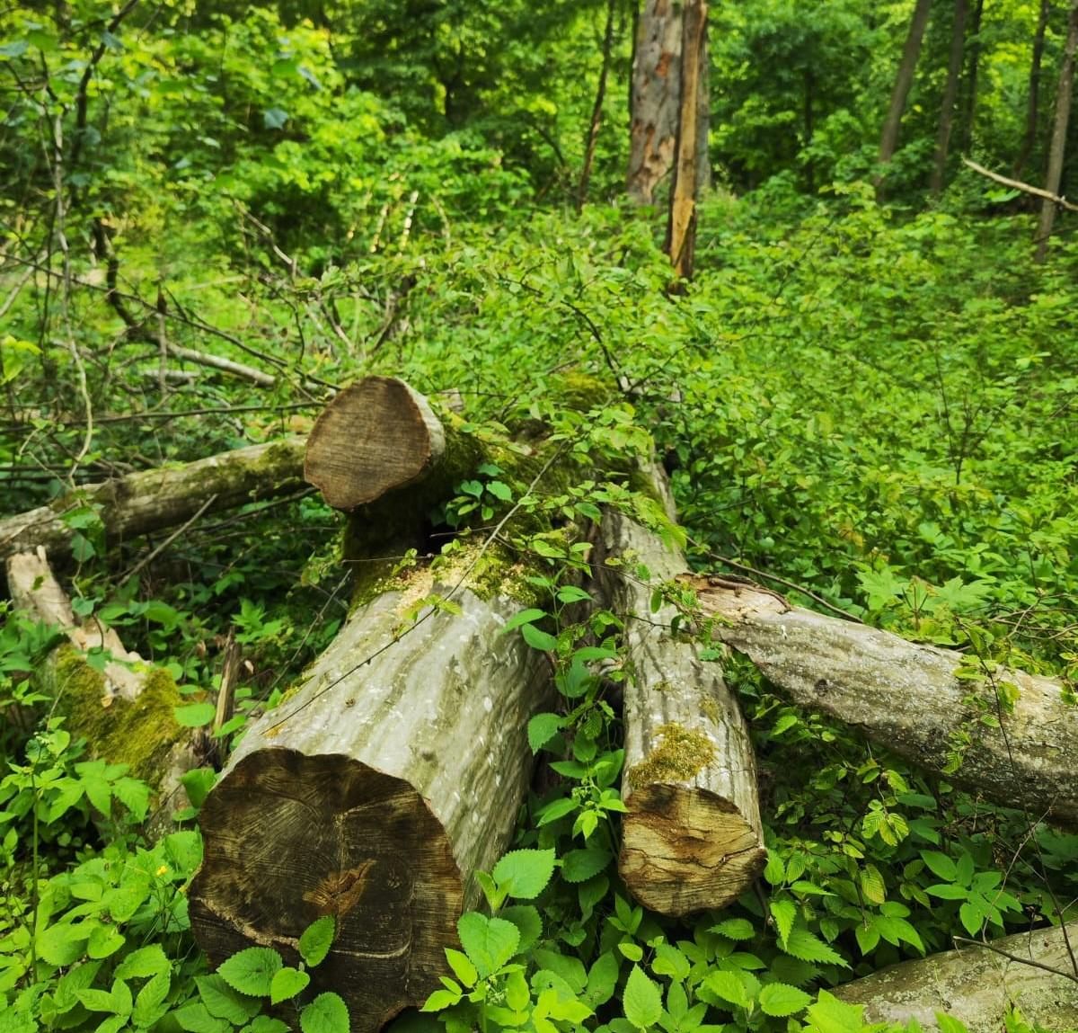 Dead Wood, dans la forêt de Białawieża, l'une des dernières vierges d'Europe.