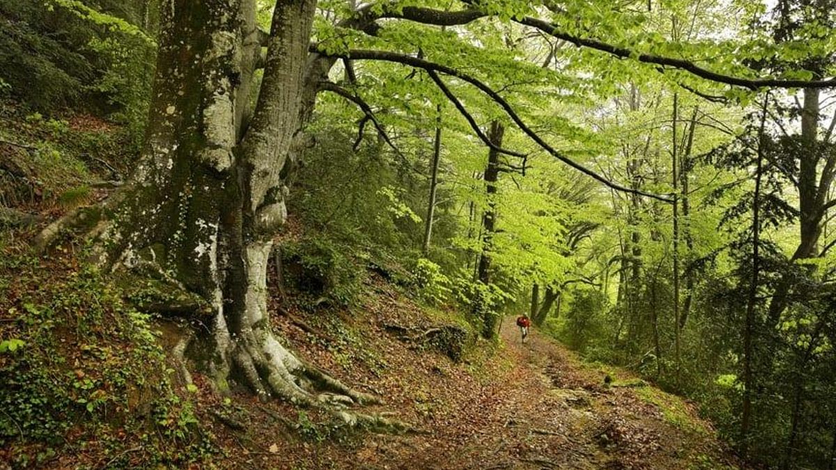 Hayedo de la Grevolosa, en la Garrotxa.