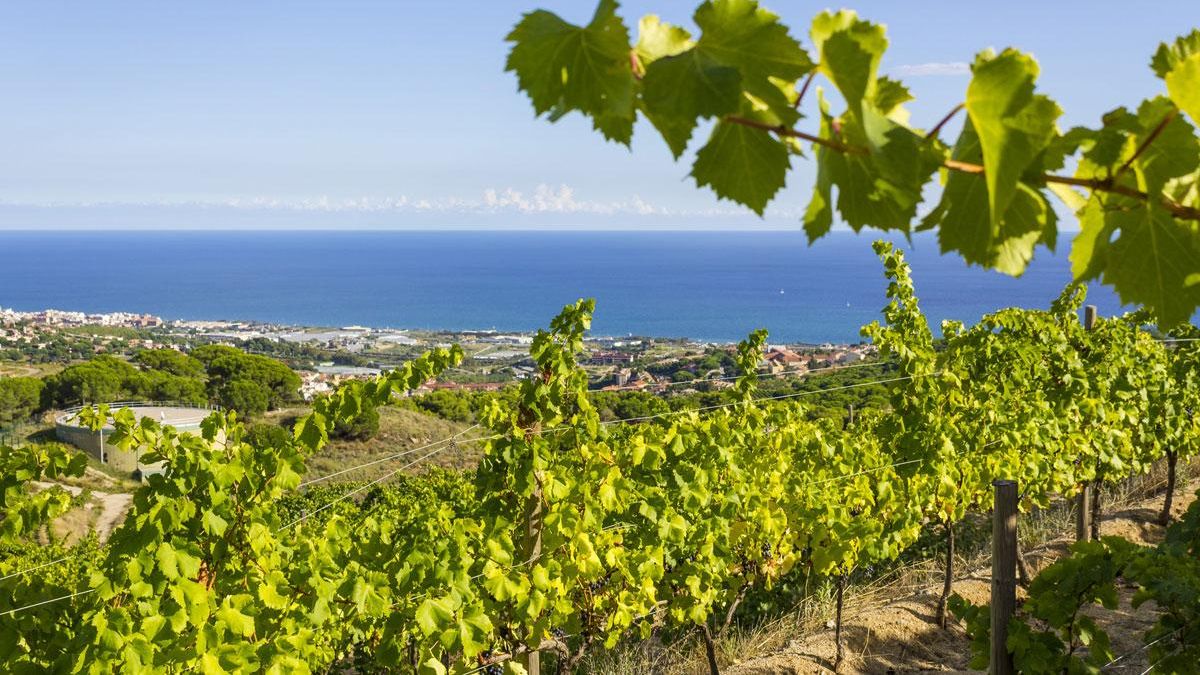 Vistas al mediterráneo desde un viñedo de la DO Alella