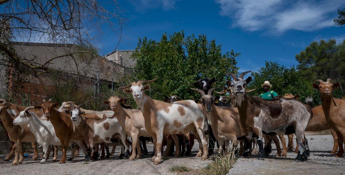 Silvopastoreo avec des chèvres est l'une des pratiques de gestion forestière des municipalités dans les montagnes Baix Llobregat.