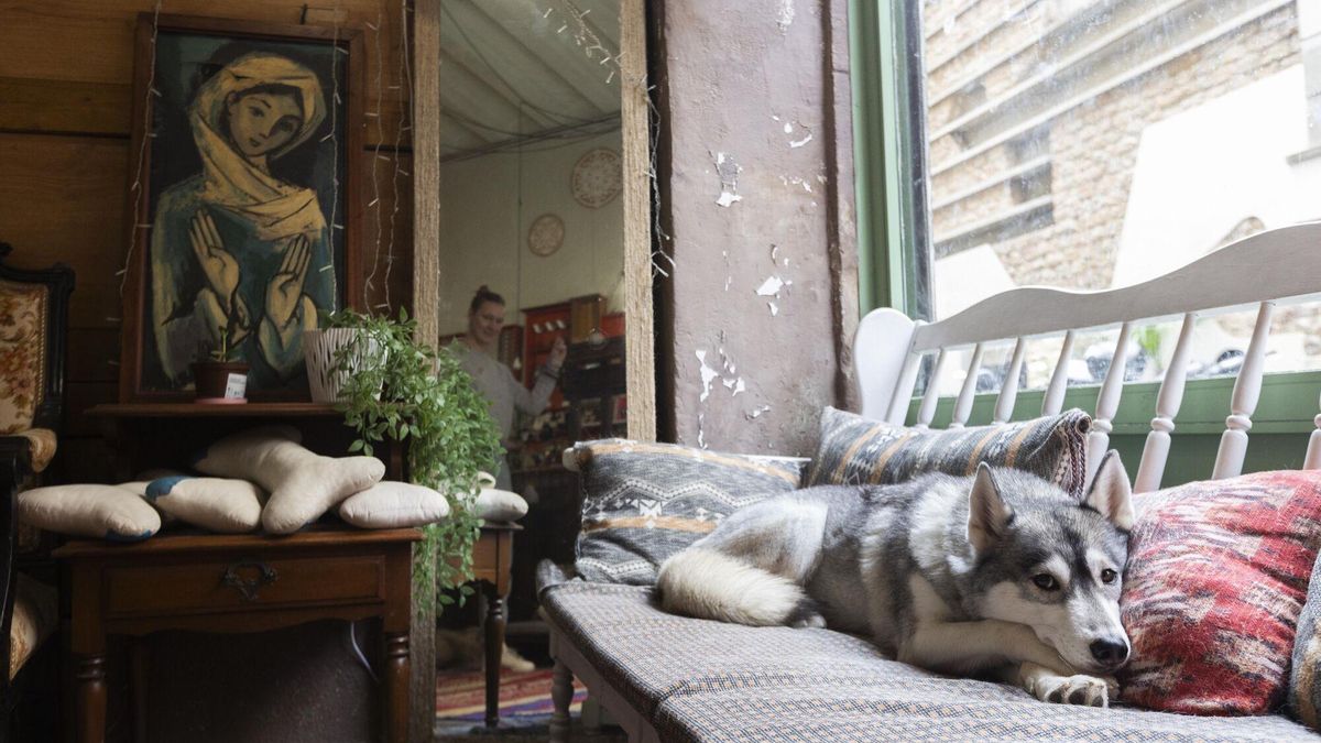 Un Husky estirado en un banco