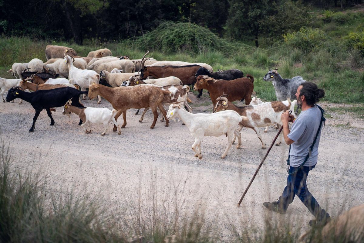 Daniel S. Loberta maintient les traditions en vie malgré les difficultés du commerce tout en faisant paître son troupeau actuel et petit d'environ 40 moutons
