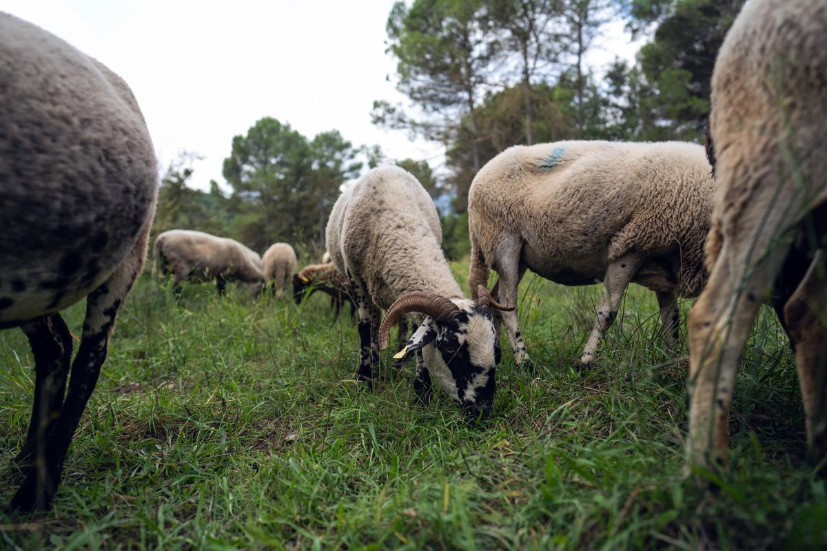 Un mouton de race Ripollesa du troupeau de Daniel S. Loberta