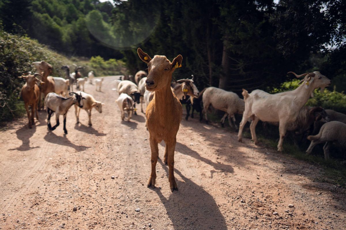 Le troupeau du dernier pasteur du Sant Llorenç Natural Park